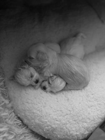 Image 9 of ?? Adorable Maltese Puppies for Sale! ??