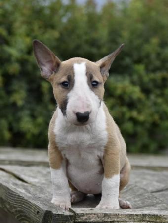 Image 11 of Top class english bull terrier puppies
