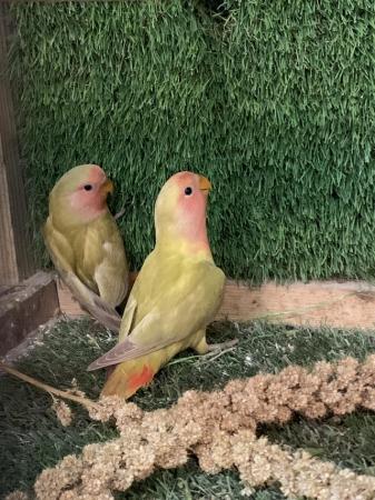 Image 3 of Young Peach Faced Lovebirds PAIR
