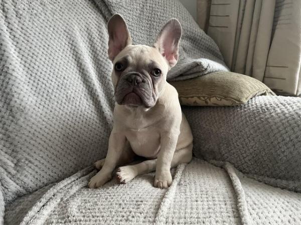 Image 4 of French bulldog puppies for sale Two girls left
