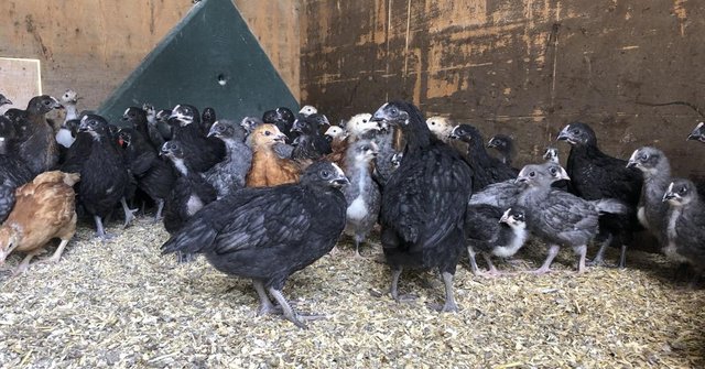 Image 3 of Chickens for Sale, Point of Lay