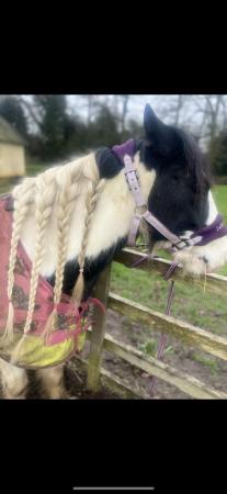 Image 1 of Beautiful mare looking for new home.