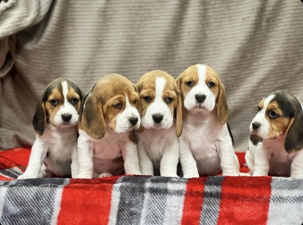 Image 12 of STUNNING CHUNKY KC BEAGLE PUPPIES READY NOW