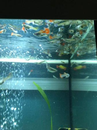 Image 5 of Fish and assassins snails 12 for £10