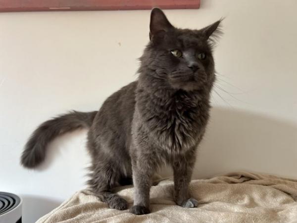 Image 1 of maine coon tomcat for stud available