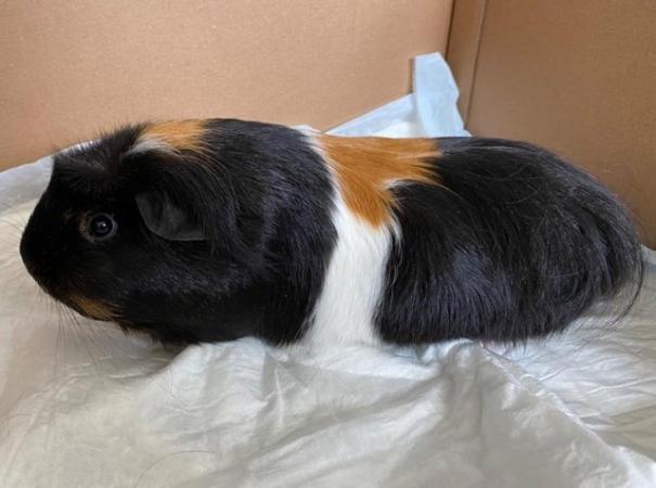 Image 1 of 2 Beautiful Guinea pig Sisters For Sale