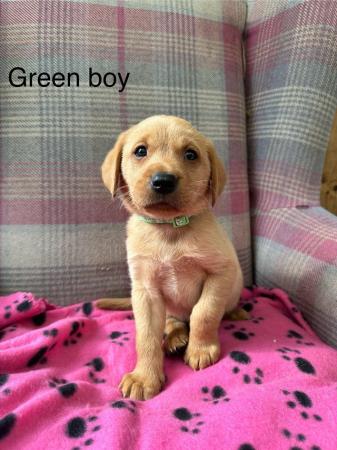 Image 12 of 6 beautiful red Labrador puppies for sale