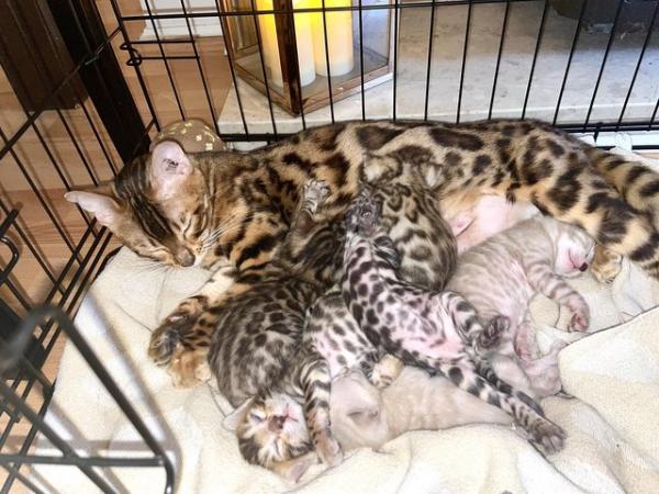 Image 5 of Beautiful Bengal Kittens for sale full pedigree