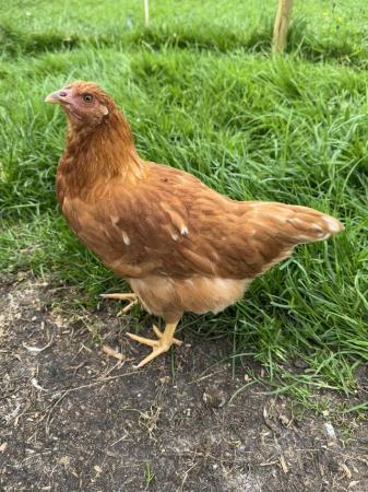 Image 1 of 10 week old hybrid chickens hen and cockerels