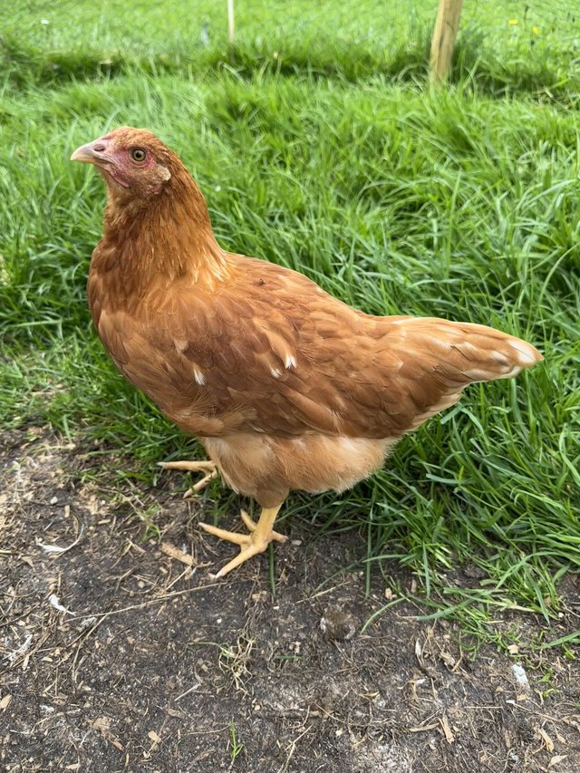 Preview of the first image of 10 week old hybrid chickens hen and cockerels.