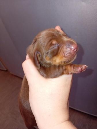 Image 3 of 1 little girly left kc registered minature dachshund