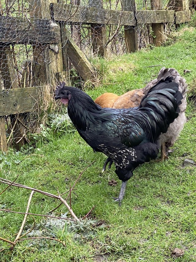 Preview of the first image of 6 months old ayam cemani x cockerel.