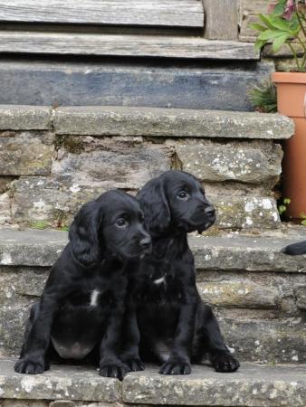 Image 3 of working cocker spaniel puppies for sale KCreg