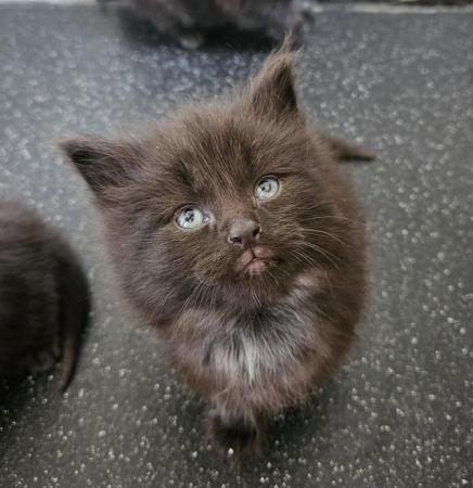 Image 5 of Beautiful black fluffy part maincoon kittens