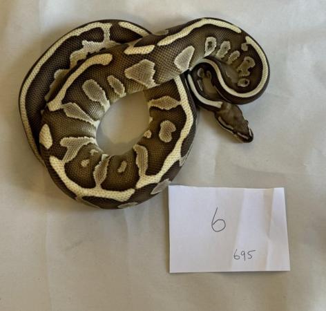 Image 13 of Ball pythons, selling whole collection plus vivs