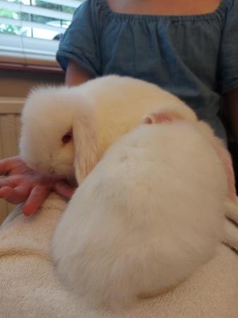 Image 2 of Beautiful Temperament Mini lop bunny*READY TO LEAVE* Female
