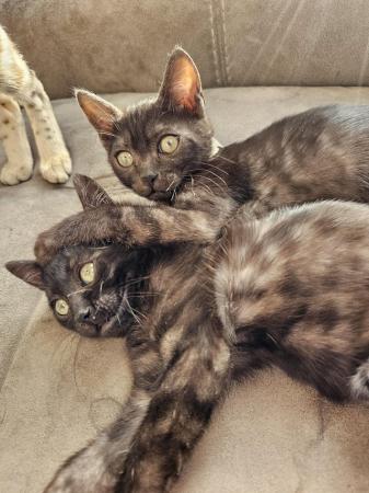 Image 8 of Tica Reg Bengal Kittens for loving home