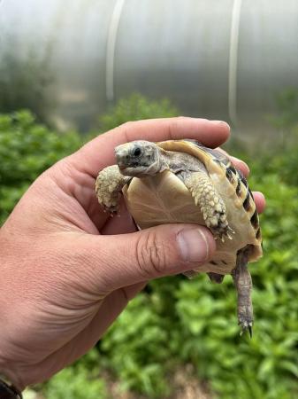 Image 5 of UK Captive Bred Baby Tortoise for sale