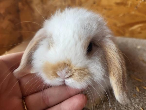 Image 1 of Baby Mini Lop Buck For Reserving (2)