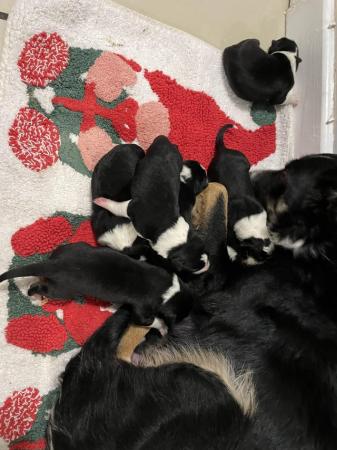 Image 3 of Border collie pups was born on the 18th of January
