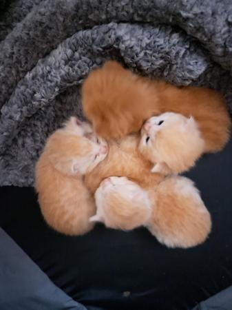 Image 2 of Persian cross kittens looking for their forever home