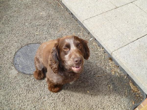 Image 6 of KC registered working Cocker spaniel puppies for sale