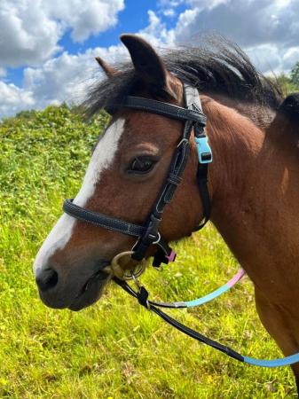 Image 14 of 10-13hh Lead Rein, Ridden Mare, Projects, Pets, Cobs, Welsh.