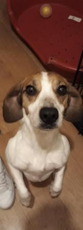 Image 5 of 3 year old micro chipped female beagle