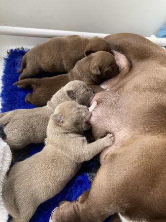 Image 1 of Exotic American bully 2 boys left