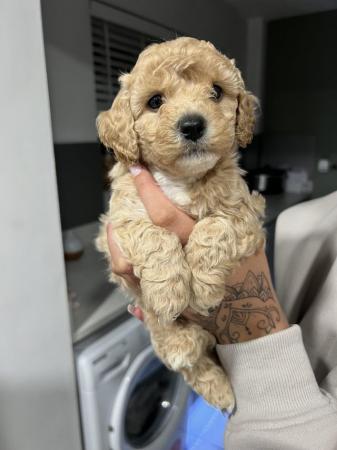 Image 4 of Poochon puppies for sale