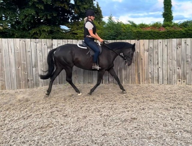 Preview of the first image of Stunning black 16.2hh TB Mare.