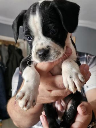 Image 5 of SPRINGER SPANIEL X BOSTON TERRIER PUPS FROM KC PARENTS