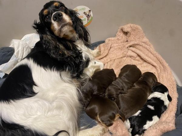 Image 6 of True show Cocker spaniel puppies for sale