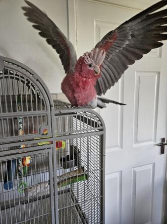 Image 3 of Galah Parrot cockatoo 13 months old including Cage