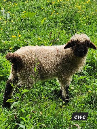 Image 5 of Valais Blacknose Ewe Lambs