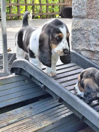 Image 2 of Basset hound puppies ready for new homes