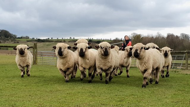 Image 2 of Hampshire Down Pedigree Sheep ewes