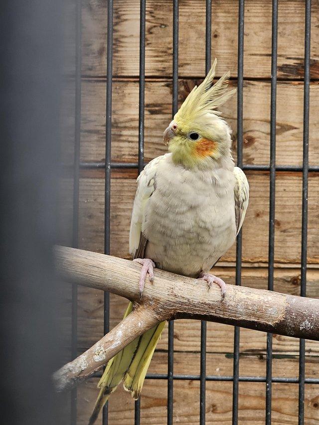 Preview of the first image of Beautifulaviary cockatiels.