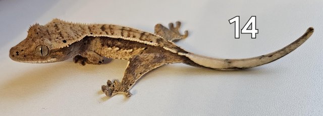 Image 5 of Juvenille Crested geckos