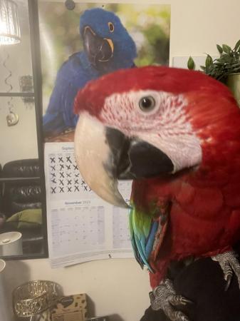 Image 5 of Super Tame Baby Green Winged Macaw
