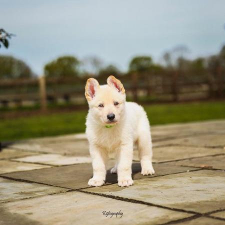 Image 12 of White GSD Puppies for sale