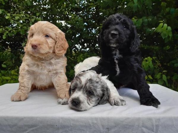 Image 2 of Cockapoo Puppies F1 Health Tested