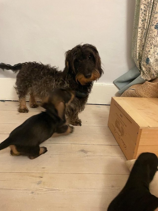 Preview of the first image of Teckel Puppies - KC Reg - Wire Haired Dachshund.