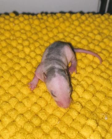 Image 5 of Rats! loving & Friendly Rats ??