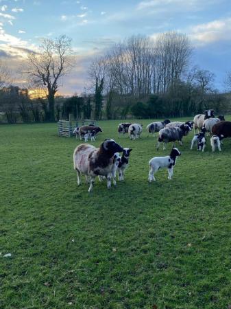 Image 1 of Jacob ewes with lamb at foot