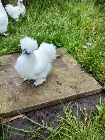 Image 2 of Beautiful white Silkies for sale .