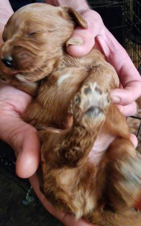 Image 11 of Fabulous F2 cockapoo pups for sale