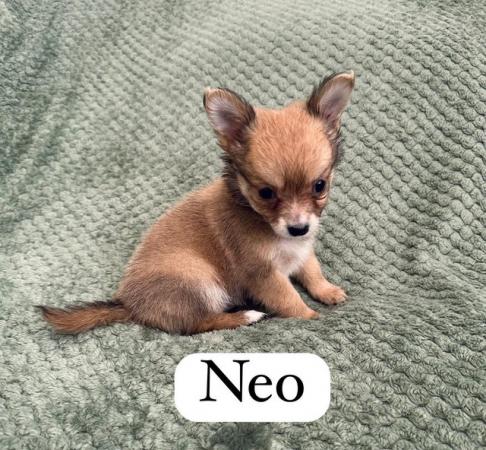 Image 3 of Gorgeous chihuahua puppies available