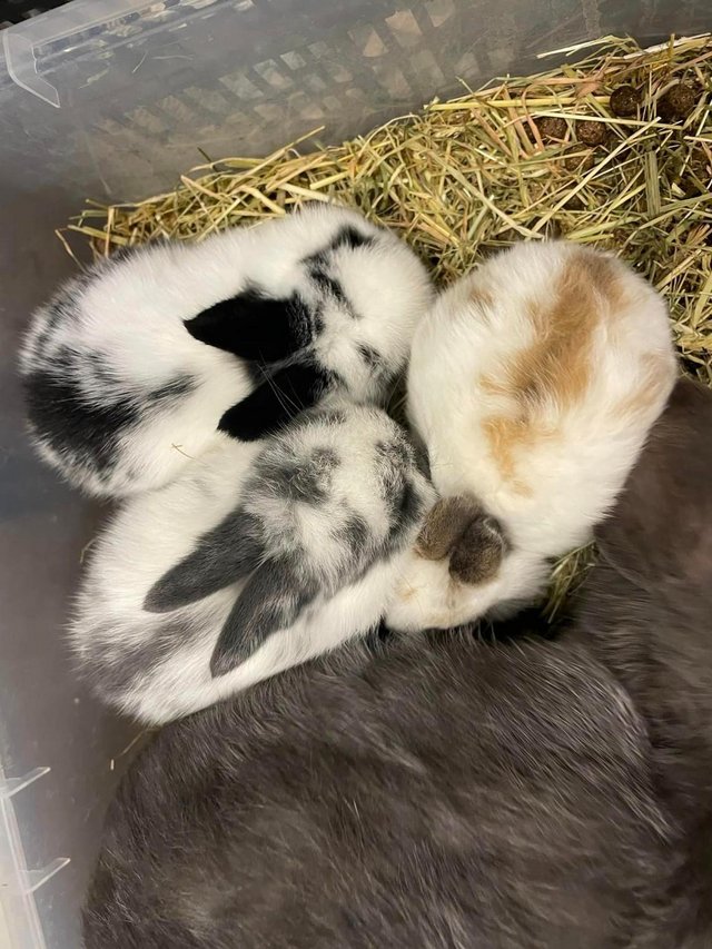 Preview of the first image of Beautiful Pure Breed Mini Lop Kits Bunnies Baby Rabbits.