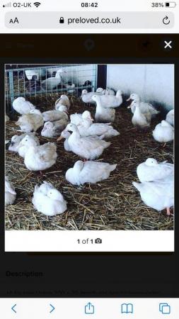 Image 1 of WANTED END OF LAY DUCKS. CHERRY VALLEY, KHAKI ETC ETC